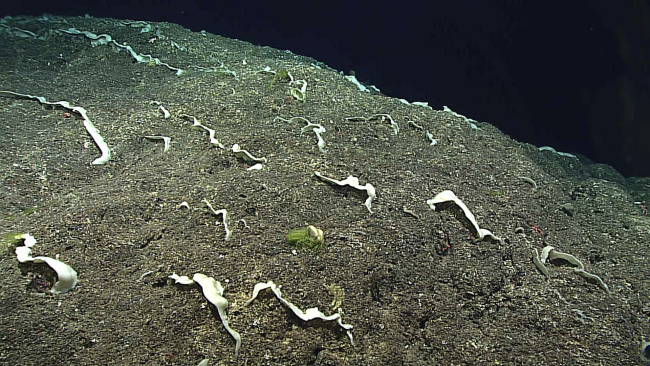 Impressive lines of sponges seen from Deep Discoverer