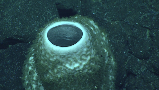 Osculum of sponge in image expn7339