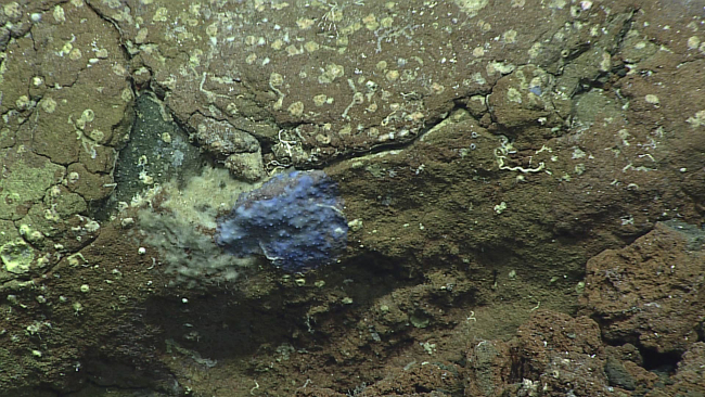 A blue encrusting sponge