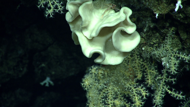 A lithidid sponge - class Demospongiae