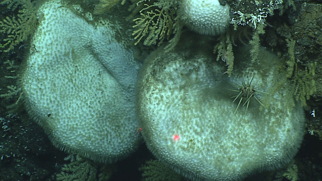 Sponge - class Demospongiae - with a cidaroid urchin