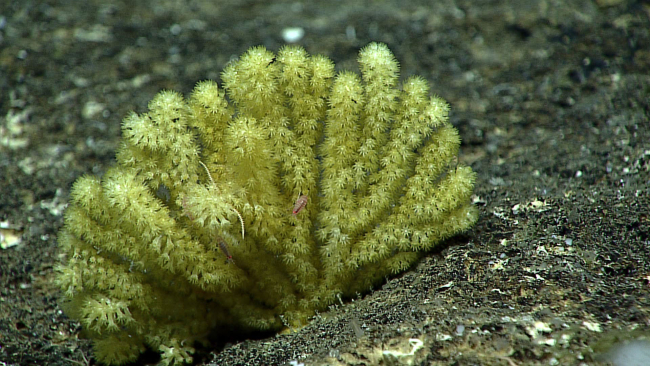A greenish yellow octocoral - family Acanthogorgidae, Acanthogorgia sp