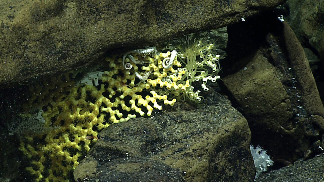 Hard coral - Enallopsammia rostrata (amphelioides)
