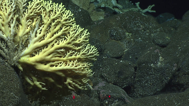 Stylasterid coral