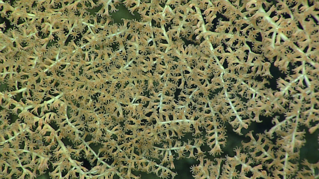 Bamboo coral- family Isididae, Orstomisis sp