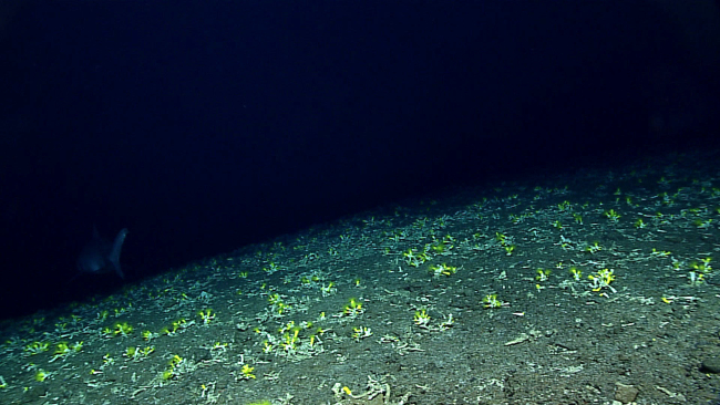 A forest of yellow cup corals - Eguchisammia serpentina?  The tail of a largeshark is disappearing in the dark on the right of the image