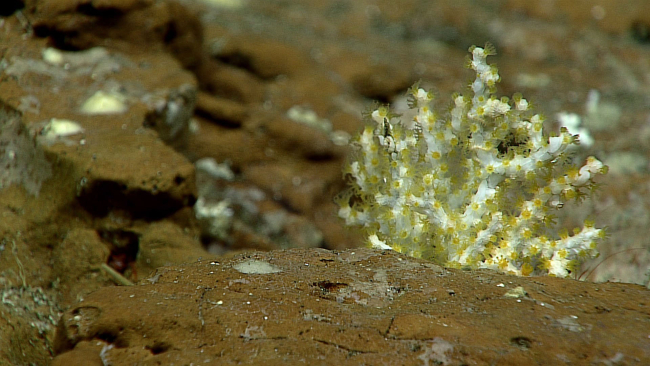 White octocoral with yellow polyps