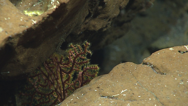 A red octocoral with greenish yellow polyps - family Paramuriceidae?