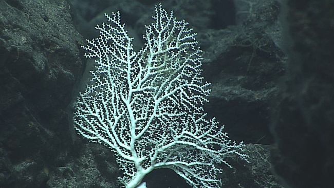 A stylasterid coral