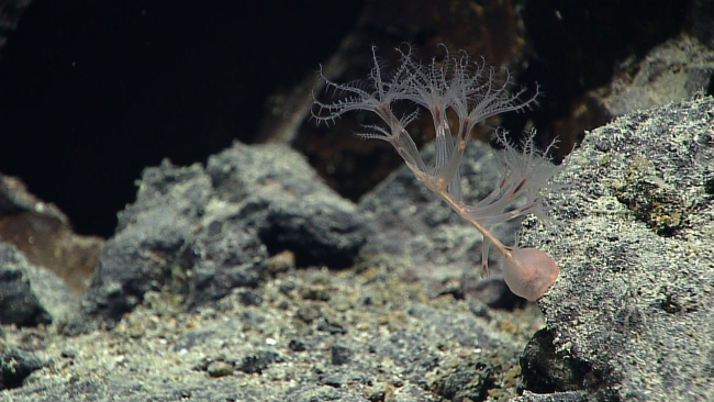 Small sea pen - pennatulacean coral