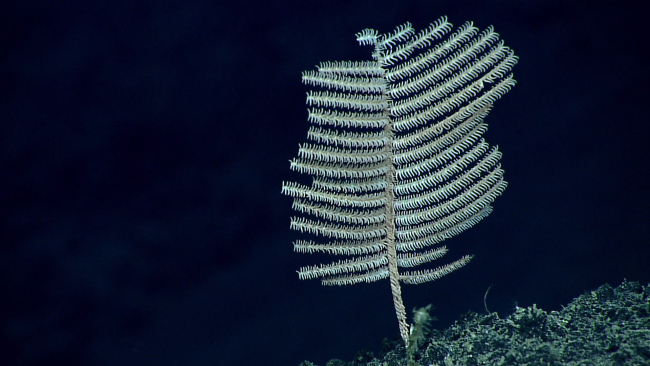 White black coral - Bathypathes sp