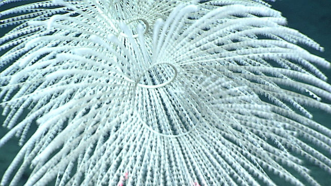 White chrysorgid coral - Iridogorgia sp