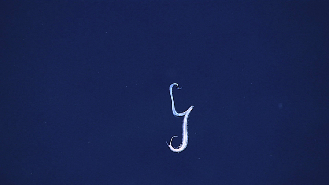 A swimming polychaete in epitoky