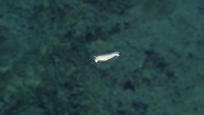 Upside down swimming polychaete worm