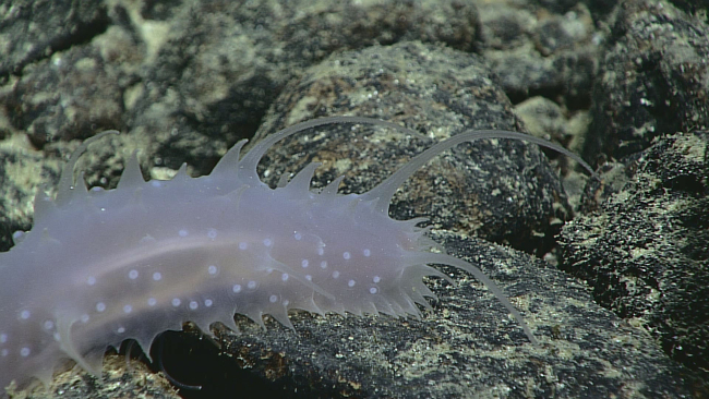 A translucent holothurian with large spikes and numerous white dots showingbeneath the outer skin