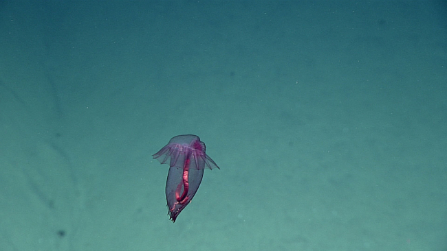 A swimming translucent purple holothurian - Enypniastes eximia or perhapsBenthodytes sp