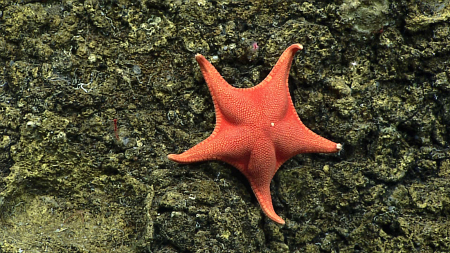 Sea star - family Goniasteridae, Mediaster sp