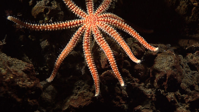 A starfish of the family Asteriidae, genus Coronaster