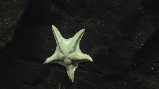 Starfish - family Asterinidae, Paranepanthia sp