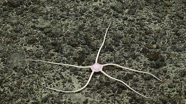 Brittle star - family Ophiuridae? family Ophiomusium?