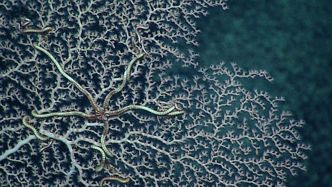 Octocoral with with an ophiuroid brittle star