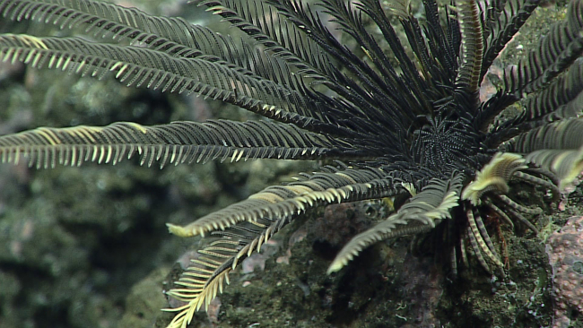 A black and yellowish white feather star crinoid