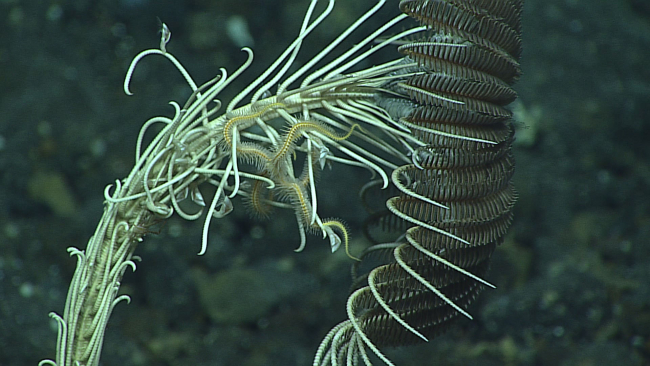 Closeup of feather star crinoid showing brittle star and barnacle