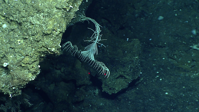 A comatulid stalked crinoid in an odd posture