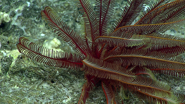 A red and greenish comatulid feather star crinoid