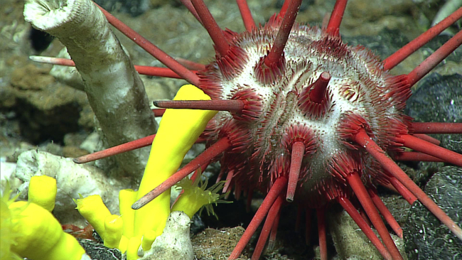 A red cidaroid sea urchin