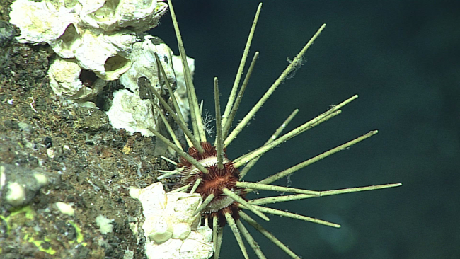 Red and white cidaroid urchin