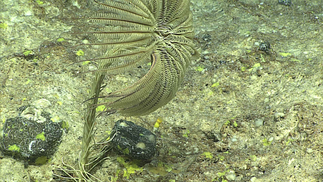 A stalked feather star crinoid