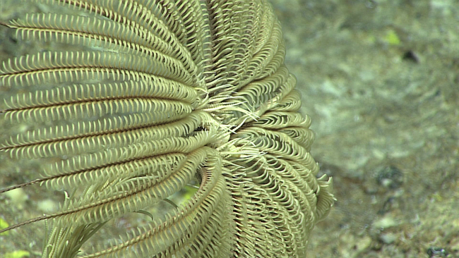 A stalked feather star crinoid