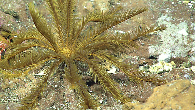 Yellow-brown feather star crinoid