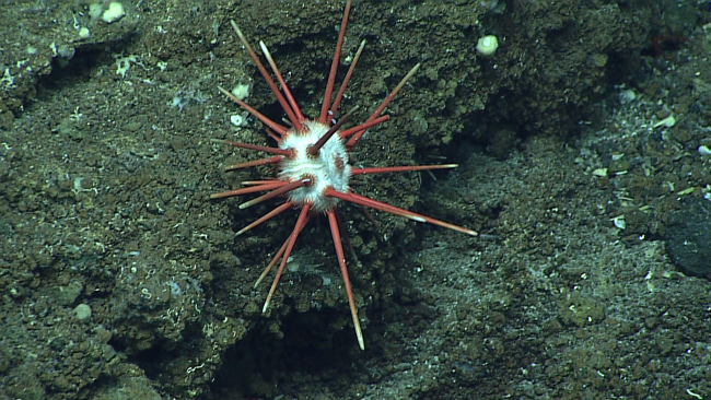 A white cidaroid urchin with red spines with white tips