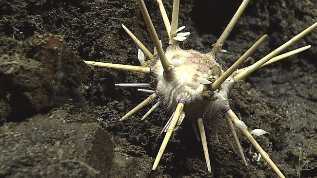 A brownish white cidaroid urchin with barnacles attached to thespines