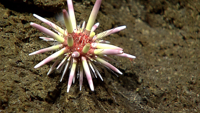 A thick spined cidaroid urchin - probably Caenopedina pulchella