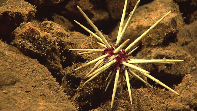 A cidaroid urchin with a red and white body