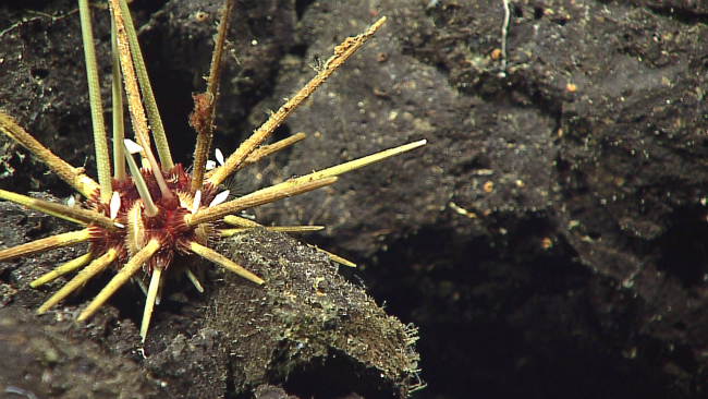 A cidaroid urchin with a red and white body and barnacles on the spines