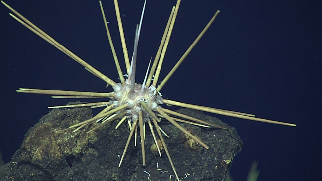 A cidaroid urchin with a white body
