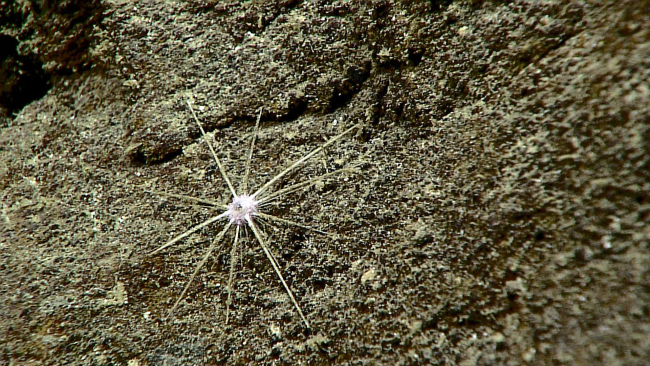 A relatively flat white cidaroid urchin