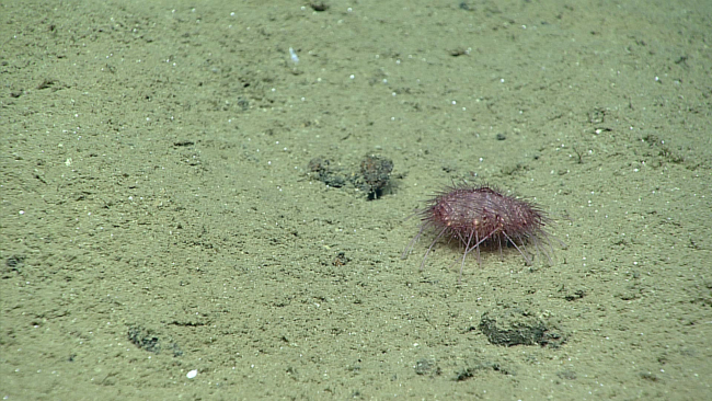 Sea urchin - family Echinothuriidae