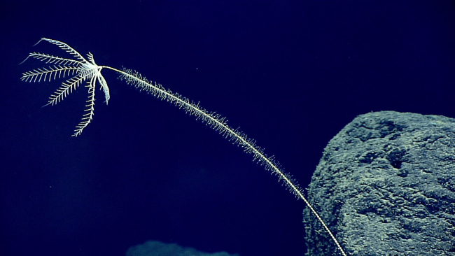 Stalked sea lily crinoid - family Bathycrinidae