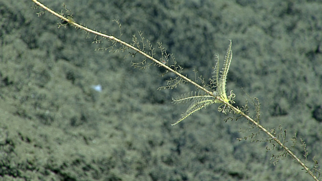 Stalk of sea lily crinoid with feather star crinoid and hydroids