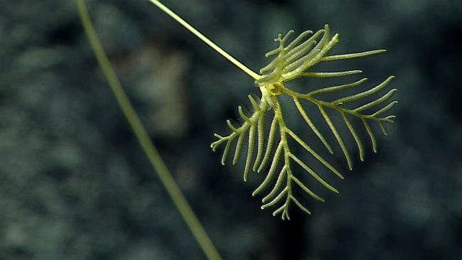Yellow sea lily crinoid - family Hyocrinidae