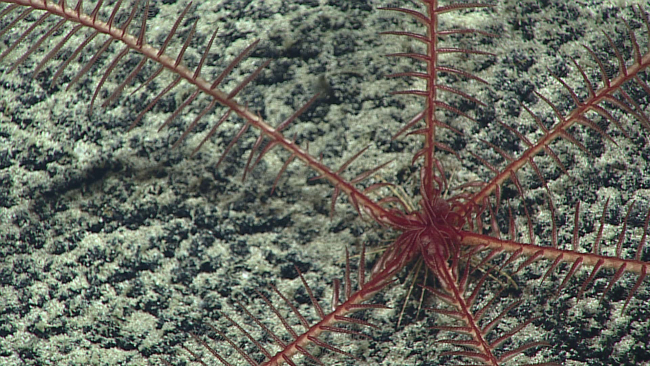 A red feather star crinoid with six arms