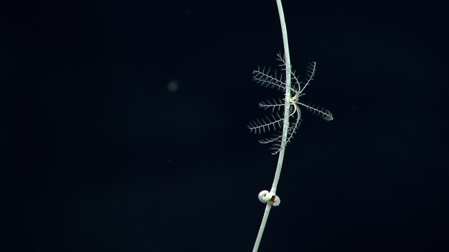 A small feather star crinoid above an alacophoran shell - less mollusc