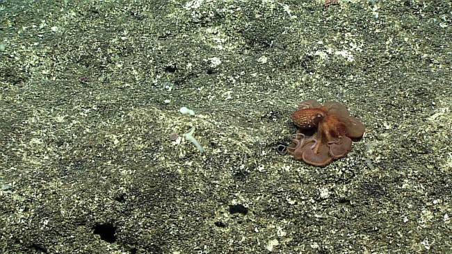 An octopus on the bottom