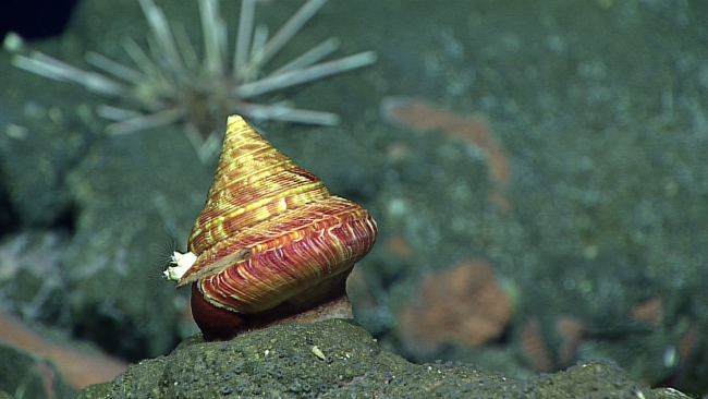 A beautiful slit shell - family Pleurotomariidae, Bayerotrochus teramachii