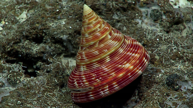 A beautiful slit shell - family Pleurotomariidae